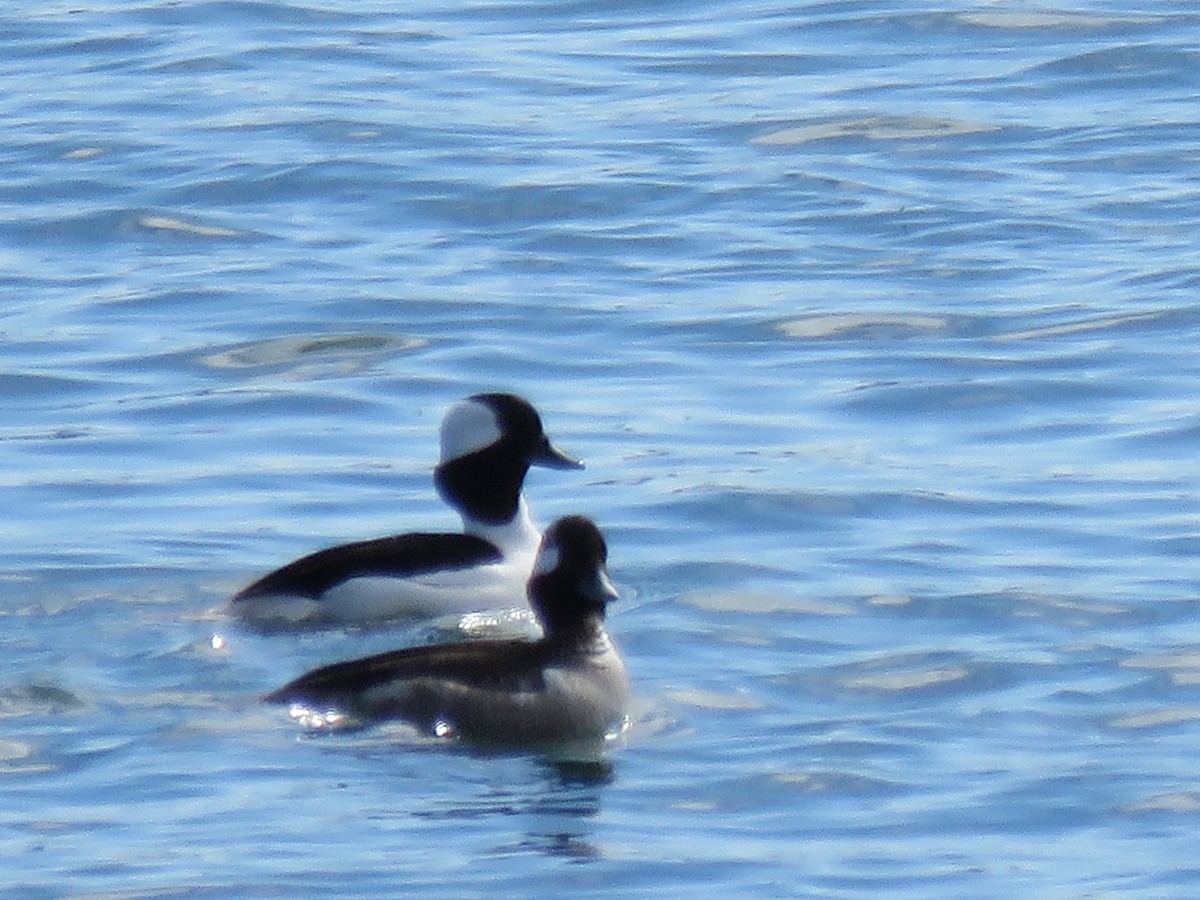 Bufflehead - Daniel Cuerrier