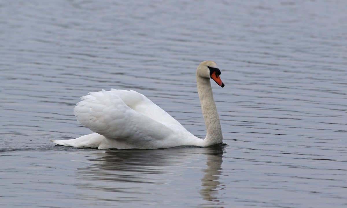 Mute Swan - Holly Page