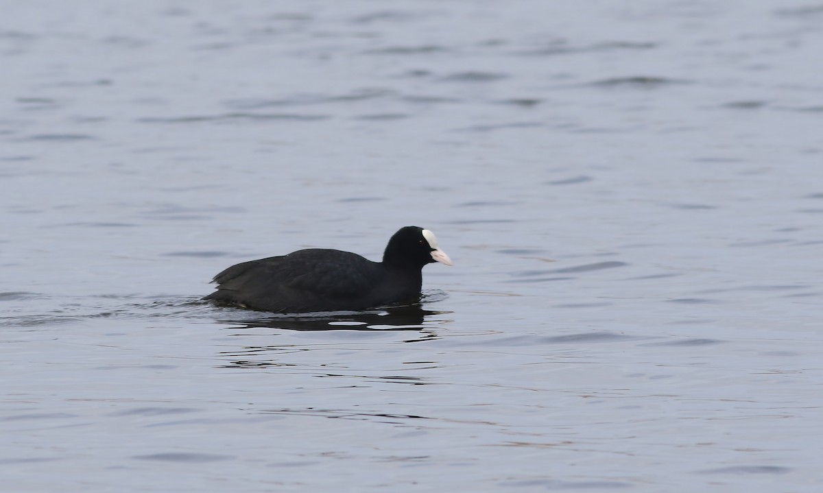 Eurasian Coot - Holly Page
