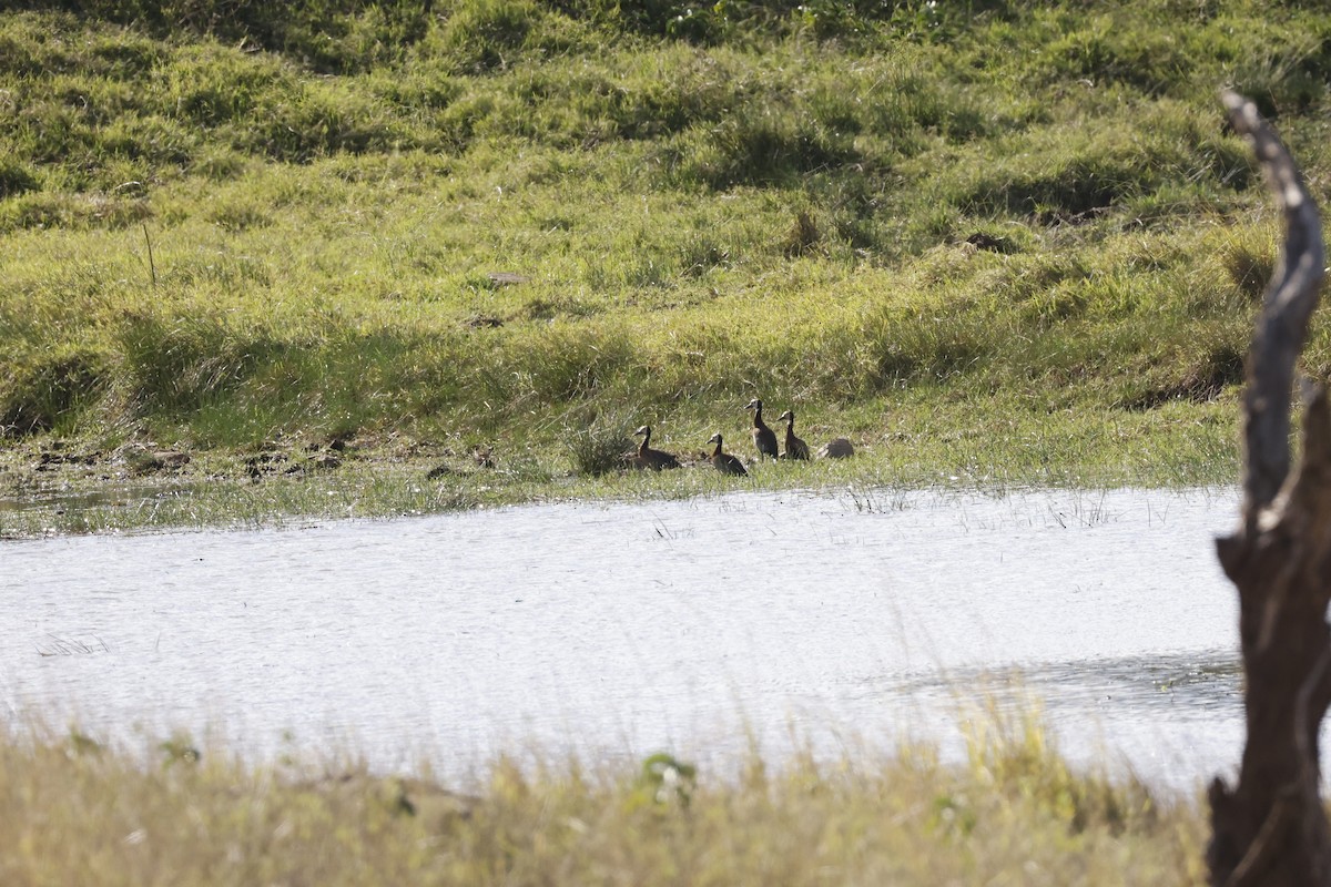 White-faced Whistling-Duck - ML617424433