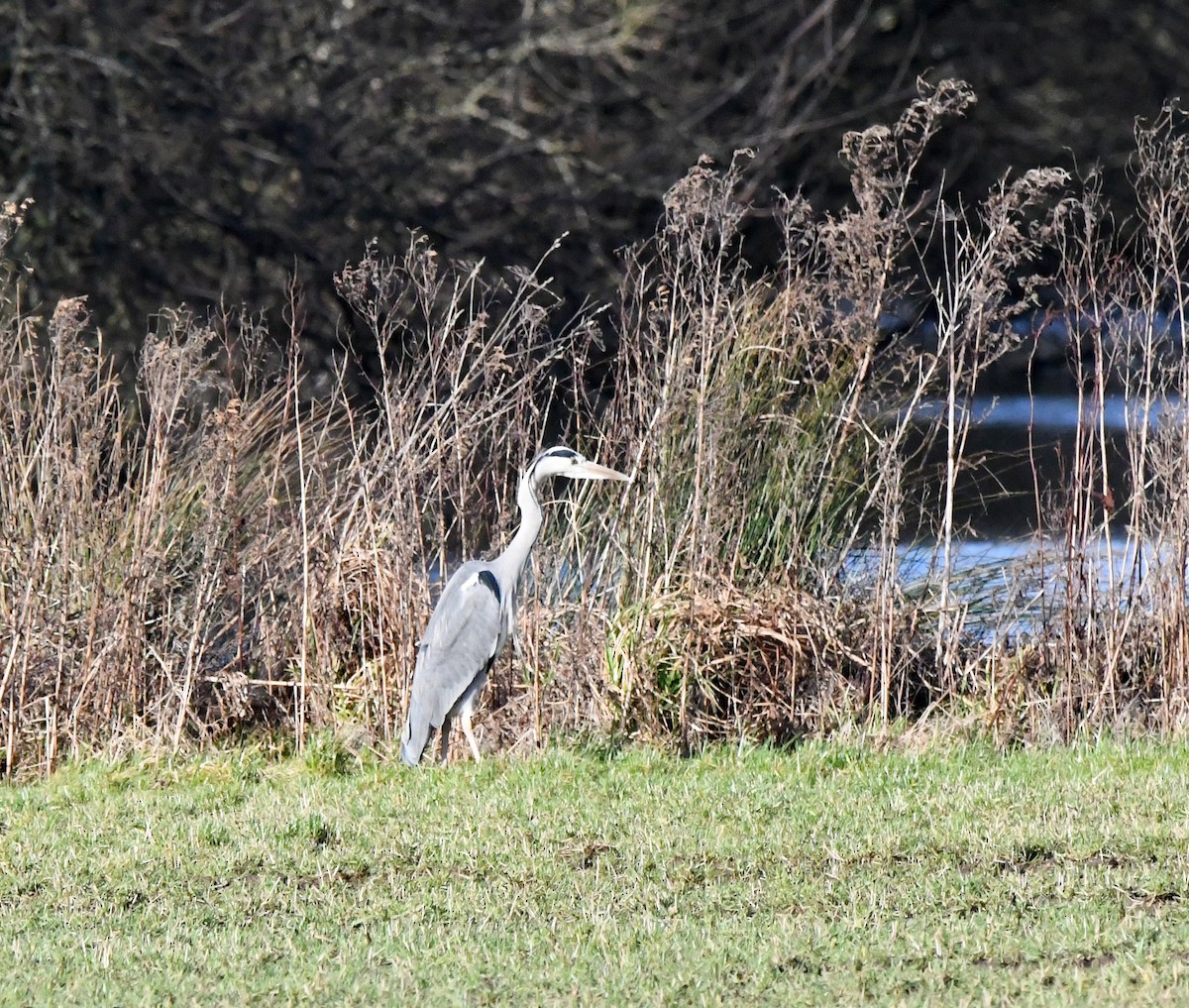 Gray Heron (Gray) - ML617424438