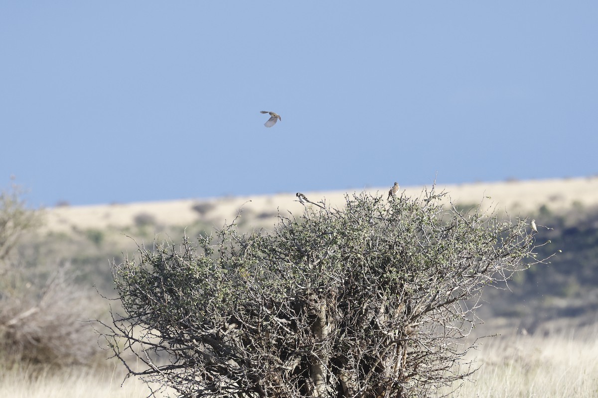 Pin-tailed Whydah - ML617424460