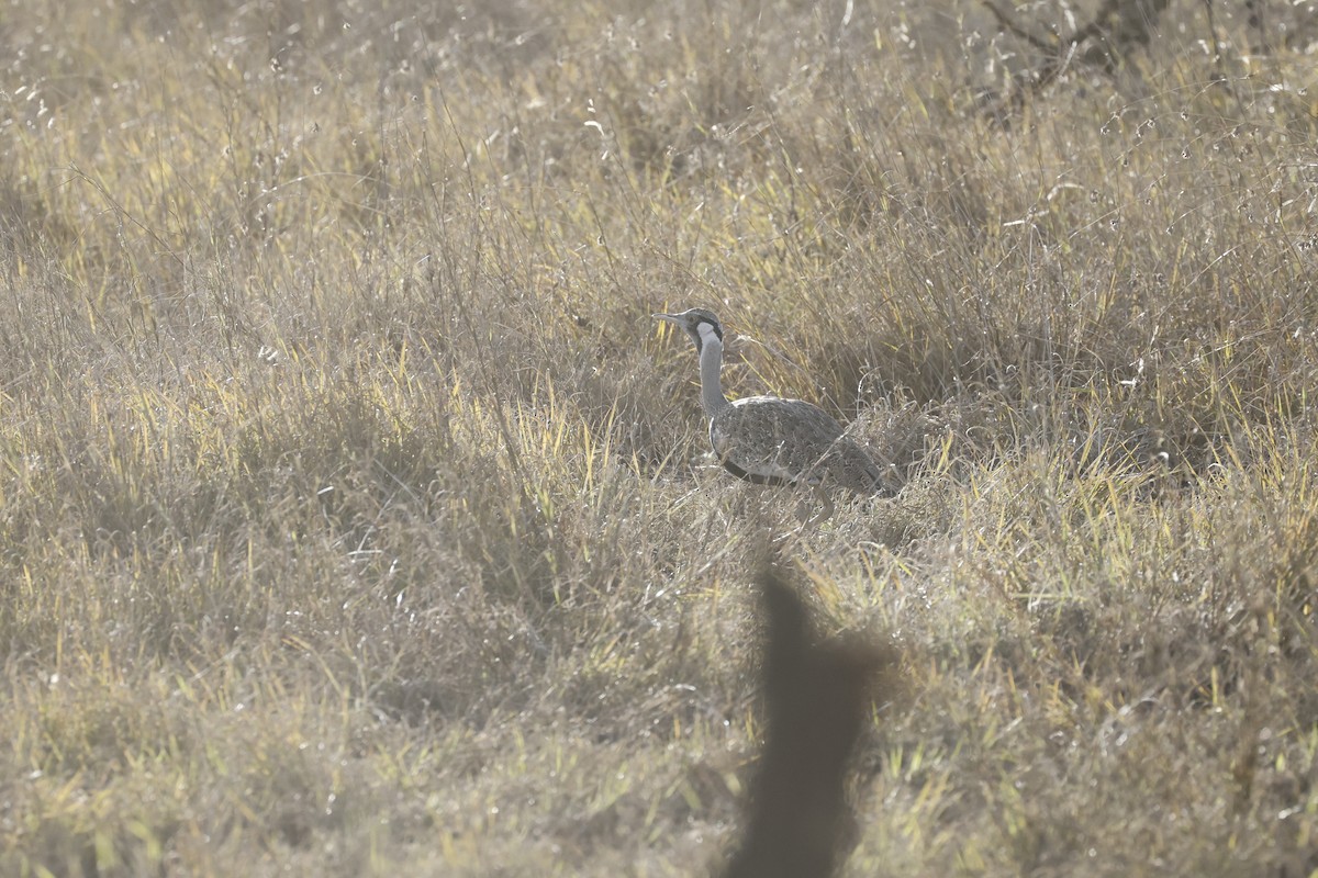 Hartlaub's Bustard - ML617424469