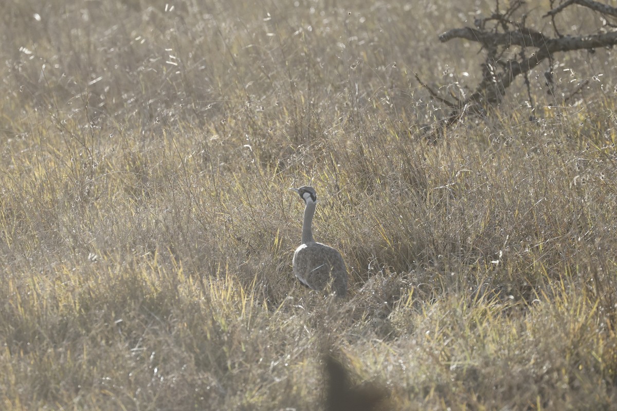 Hartlaub's Bustard - ML617424473