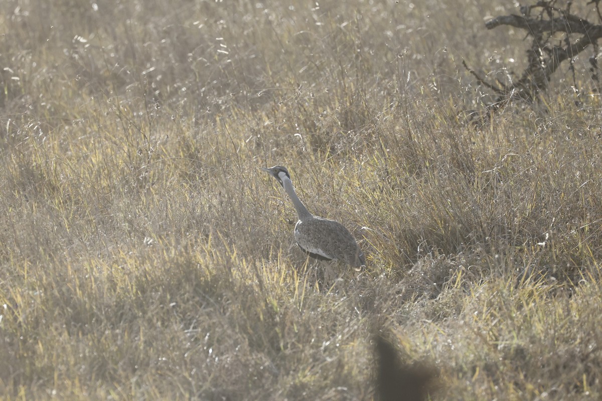 Hartlaub's Bustard - ML617424478