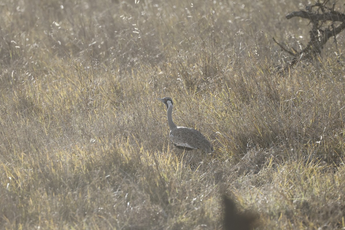 Hartlaub's Bustard - ML617424480