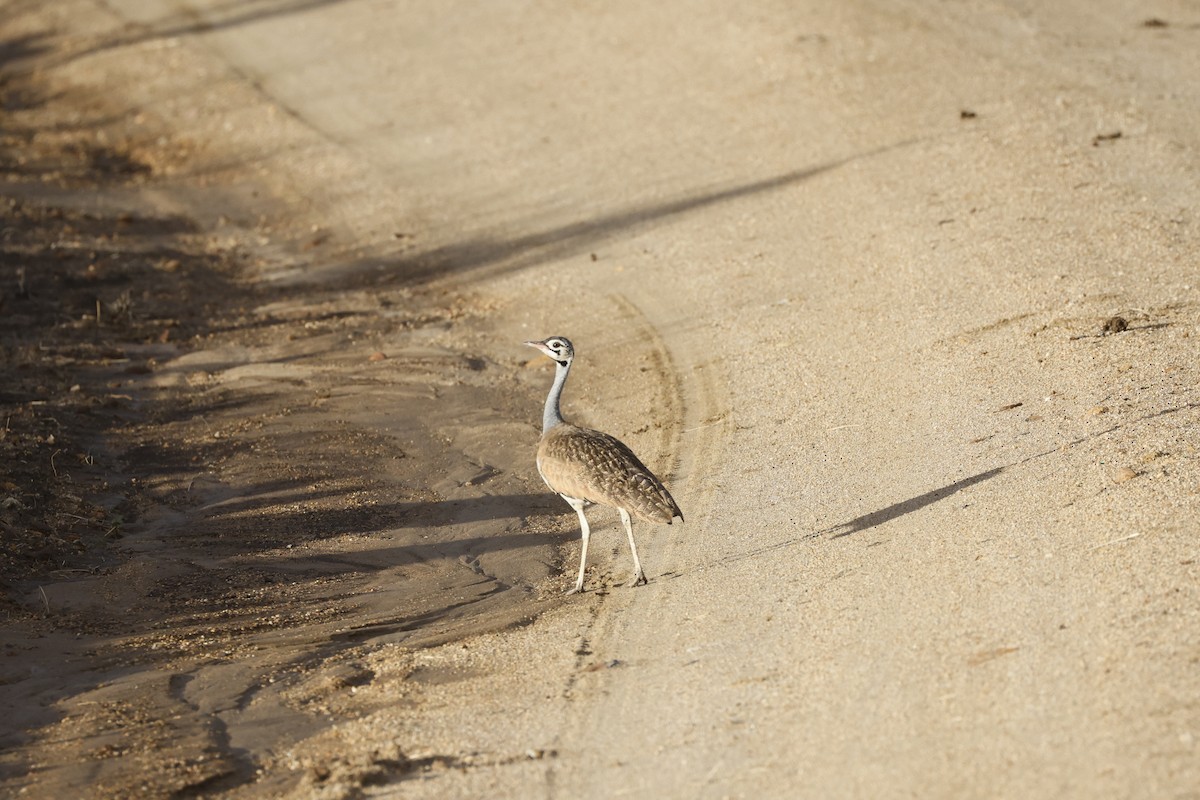 White-bellied Bustard - ML617424485