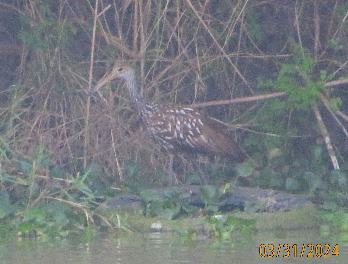 Limpkin - ML617424532