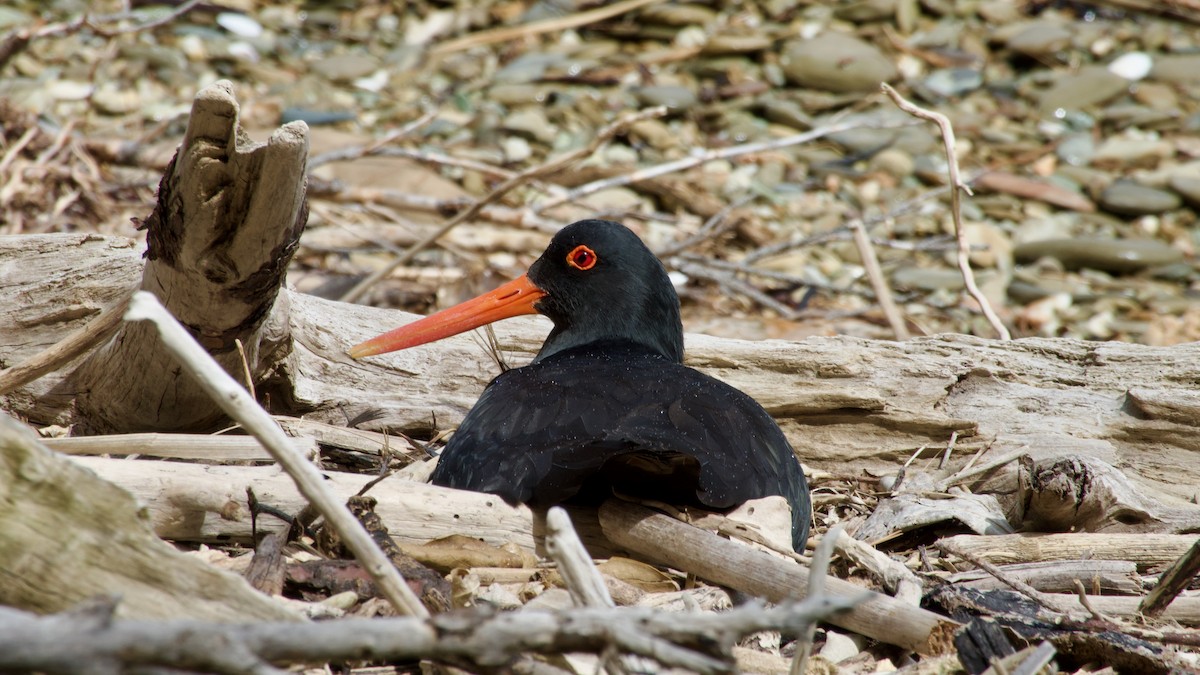 Variable Oystercatcher - Jan Ekkers