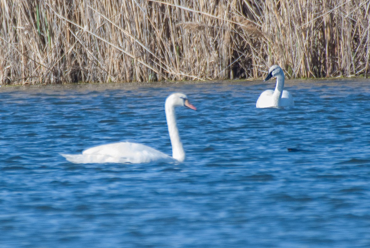 Tundra Swan - Dennis Endicott