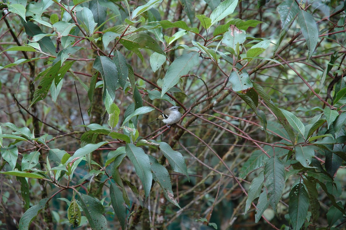 Tyranneau à sourcils blancs - ML617424610