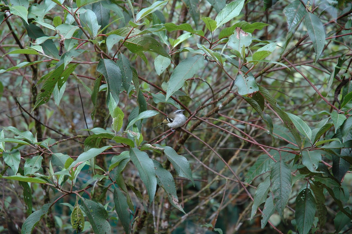 White-banded Tyrannulet - ML617424612