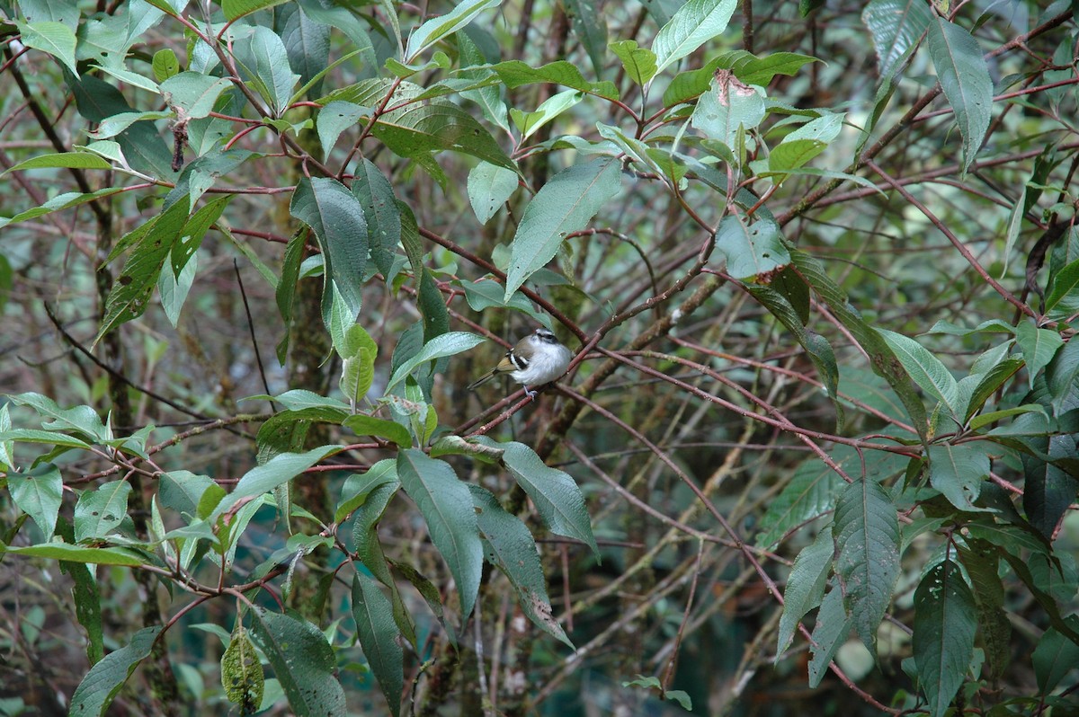 Tyranneau à sourcils blancs - ML617424618