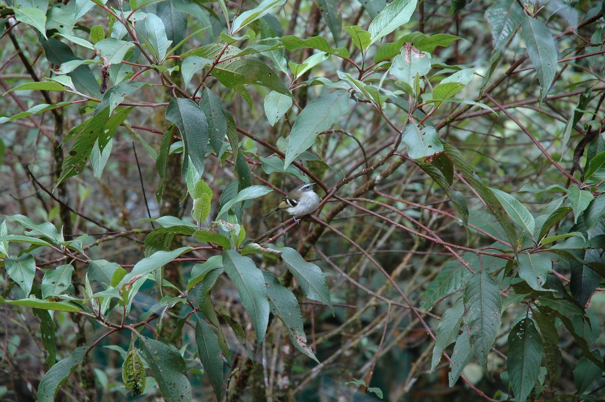 White-banded Tyrannulet - ML617424620