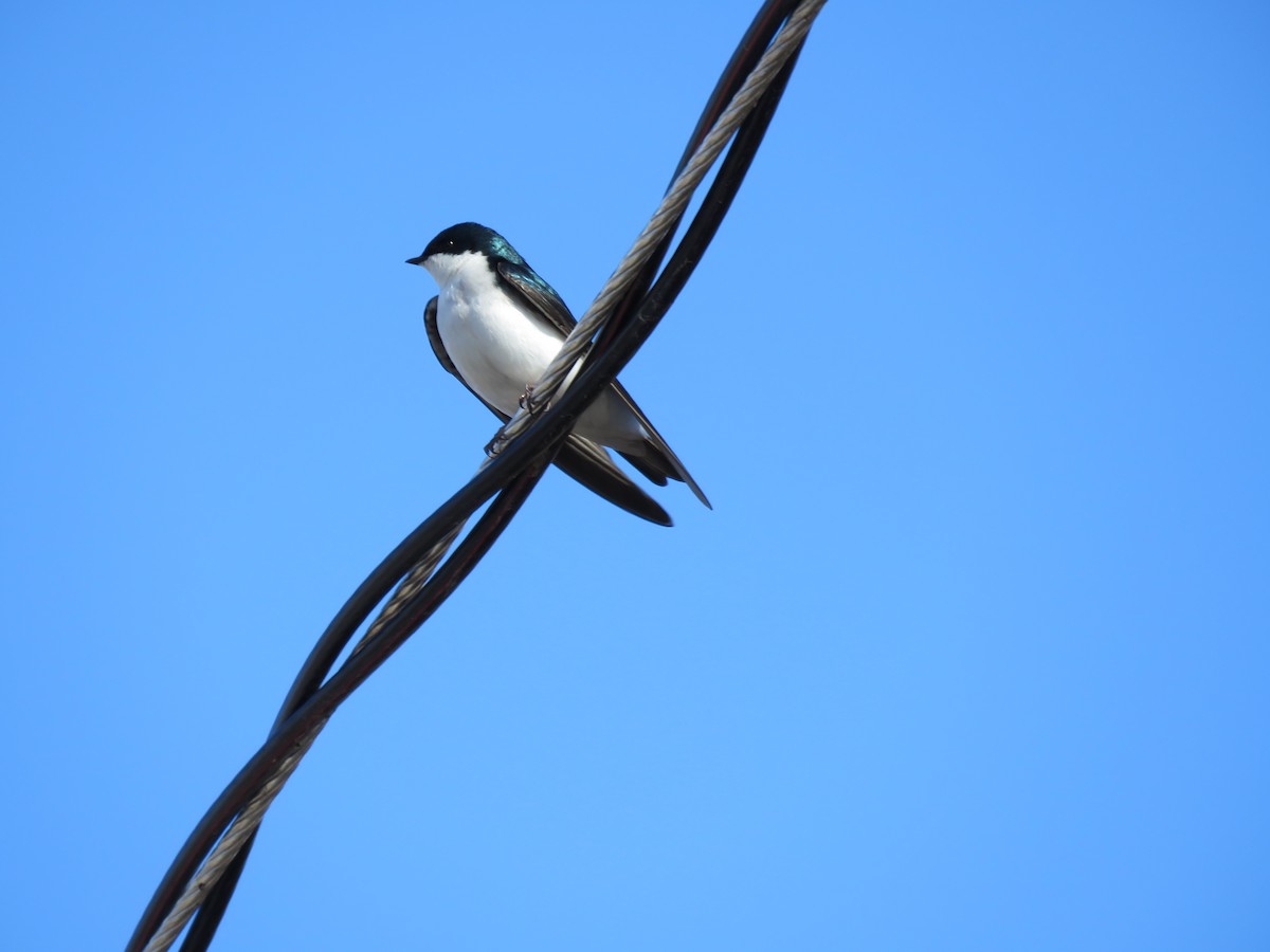 Tree Swallow - ML617424659