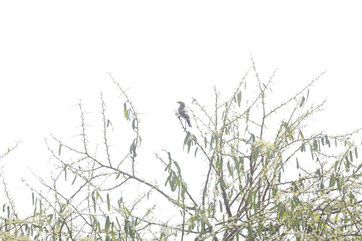 Fischer's Starling - ML617424698