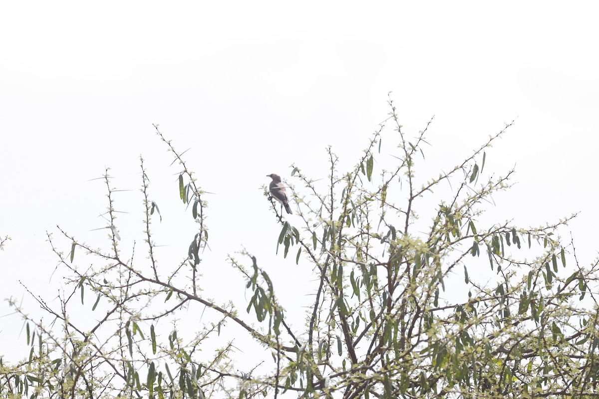 Fischer's Starling - ML617424702