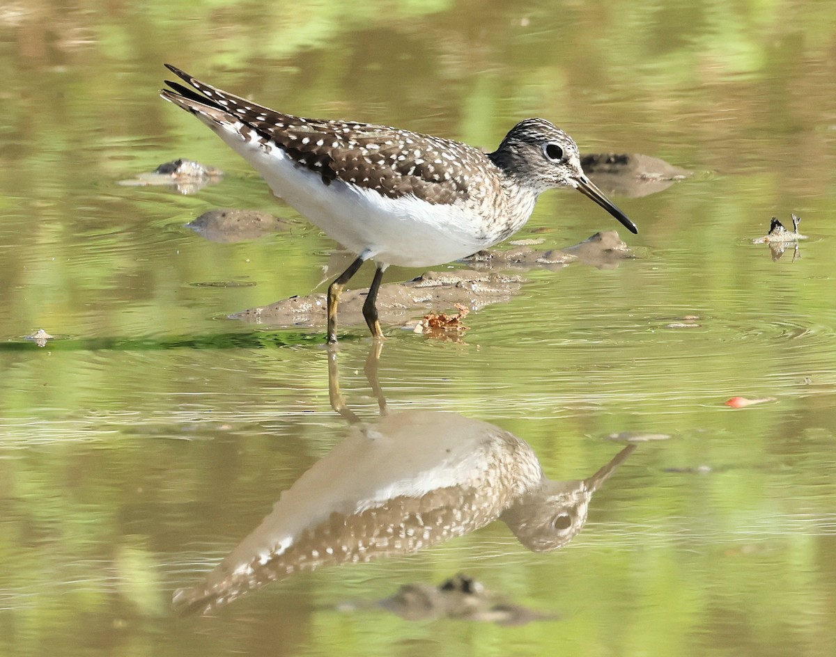 Solitary Sandpiper - ML617424705