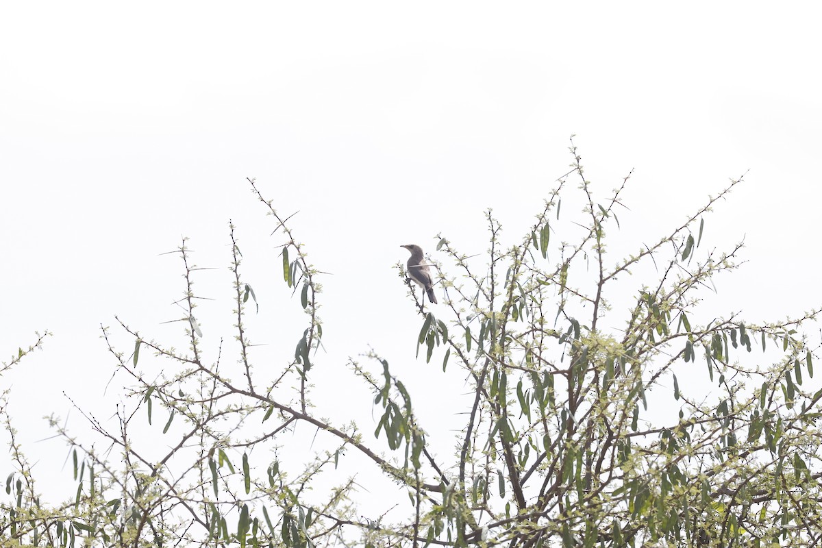 Fischer's Starling - ML617424708