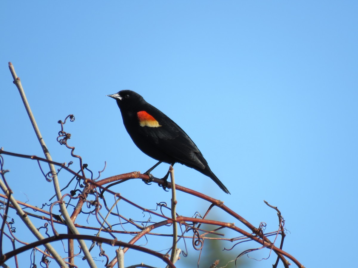 Red-winged Blackbird - Daniel Cuerrier