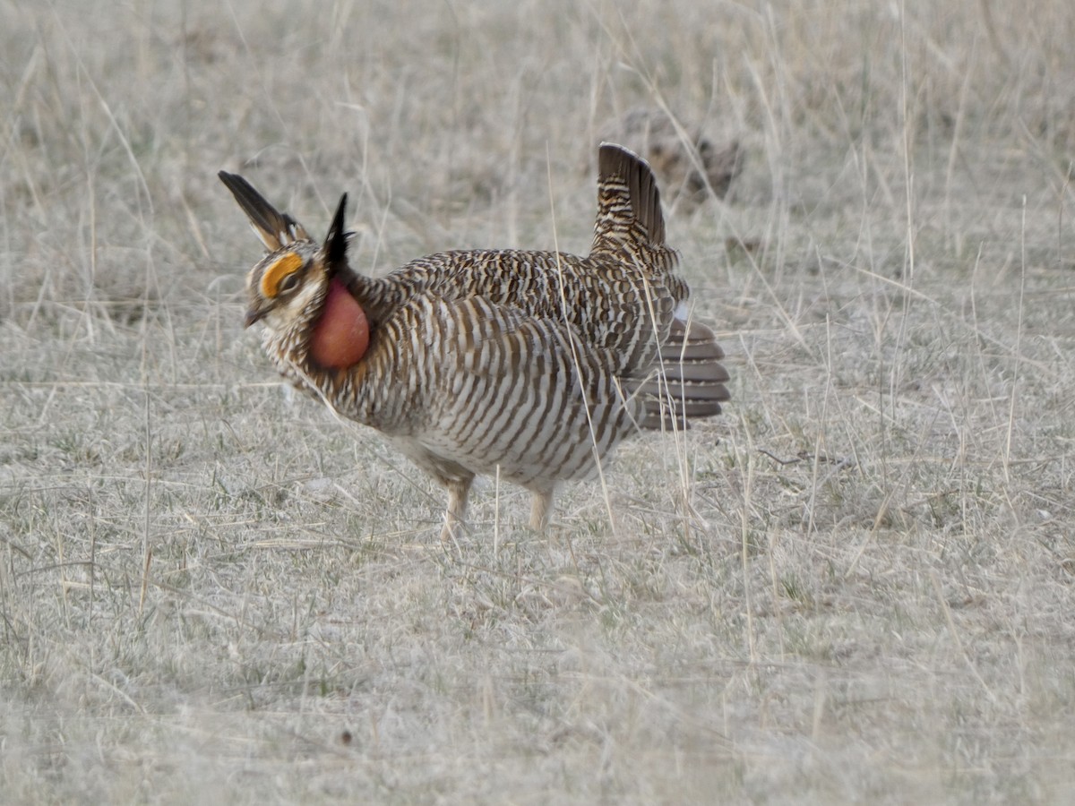 Greater x Lesser Prairie-Chicken (hybrid) - Henry Castro-Miller