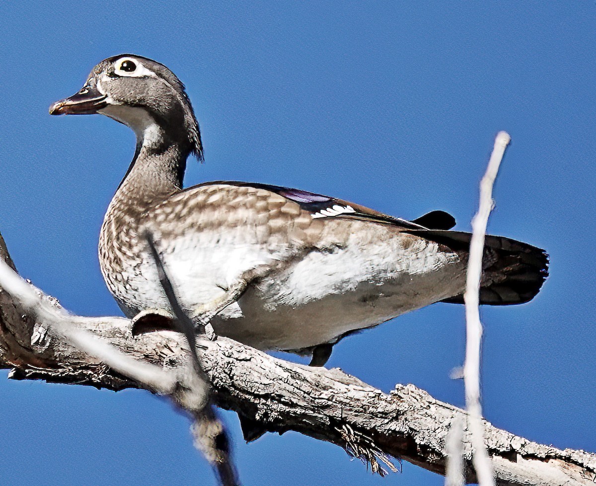 Wood Duck - Jim Ward