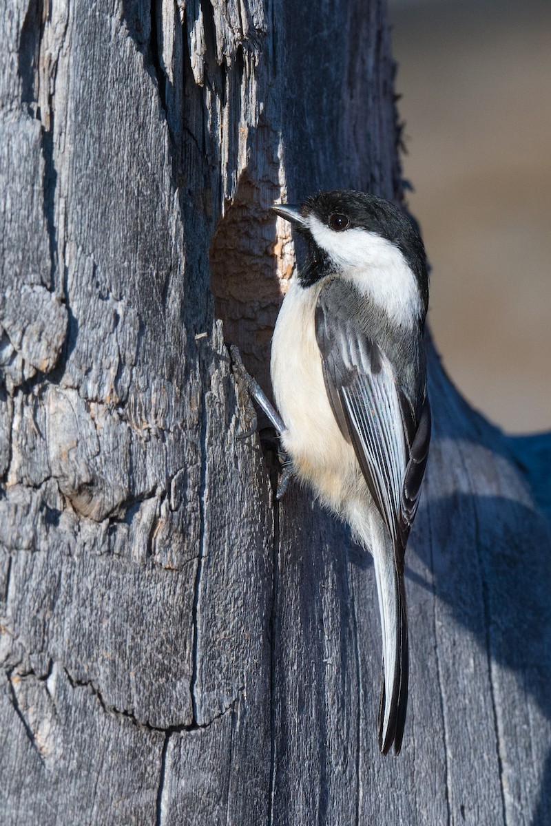 Black-capped Chickadee - Steve Flood