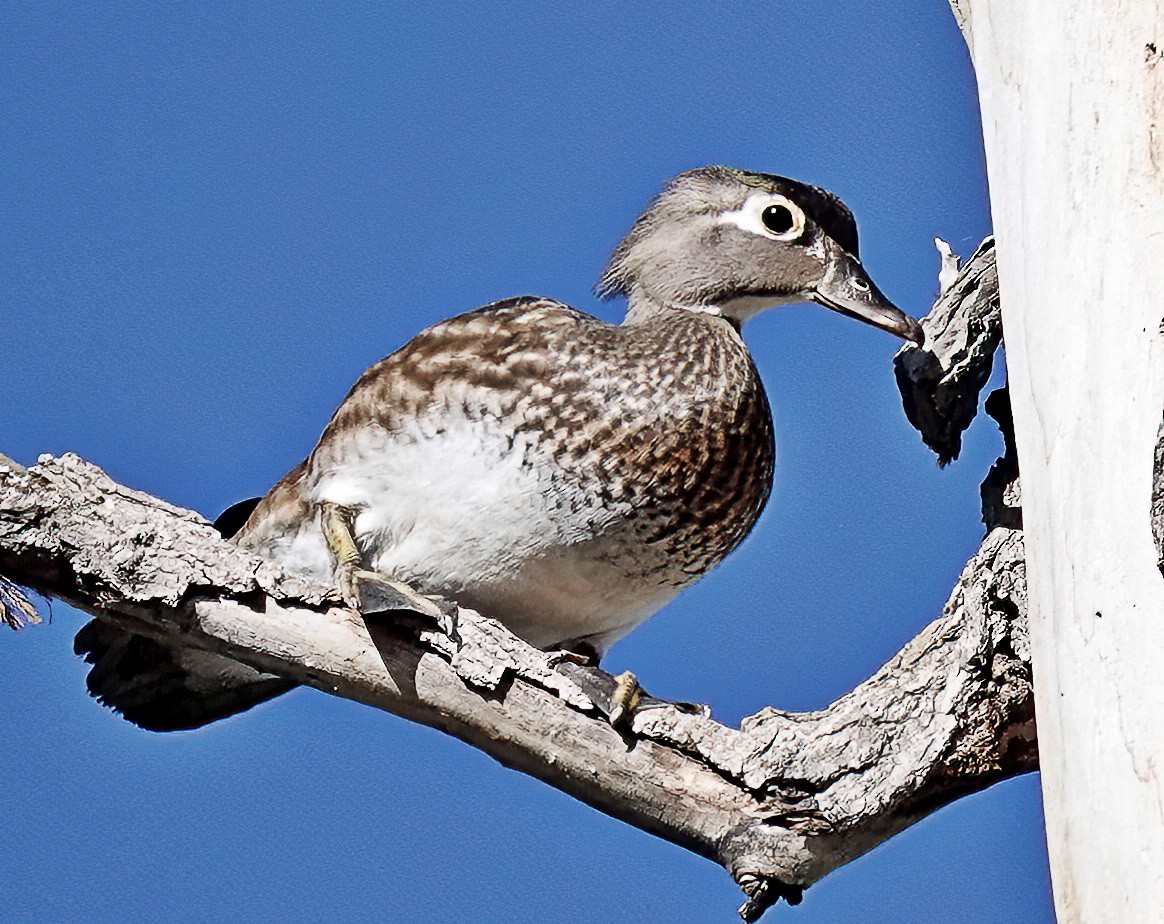 Wood Duck - Jim Ward