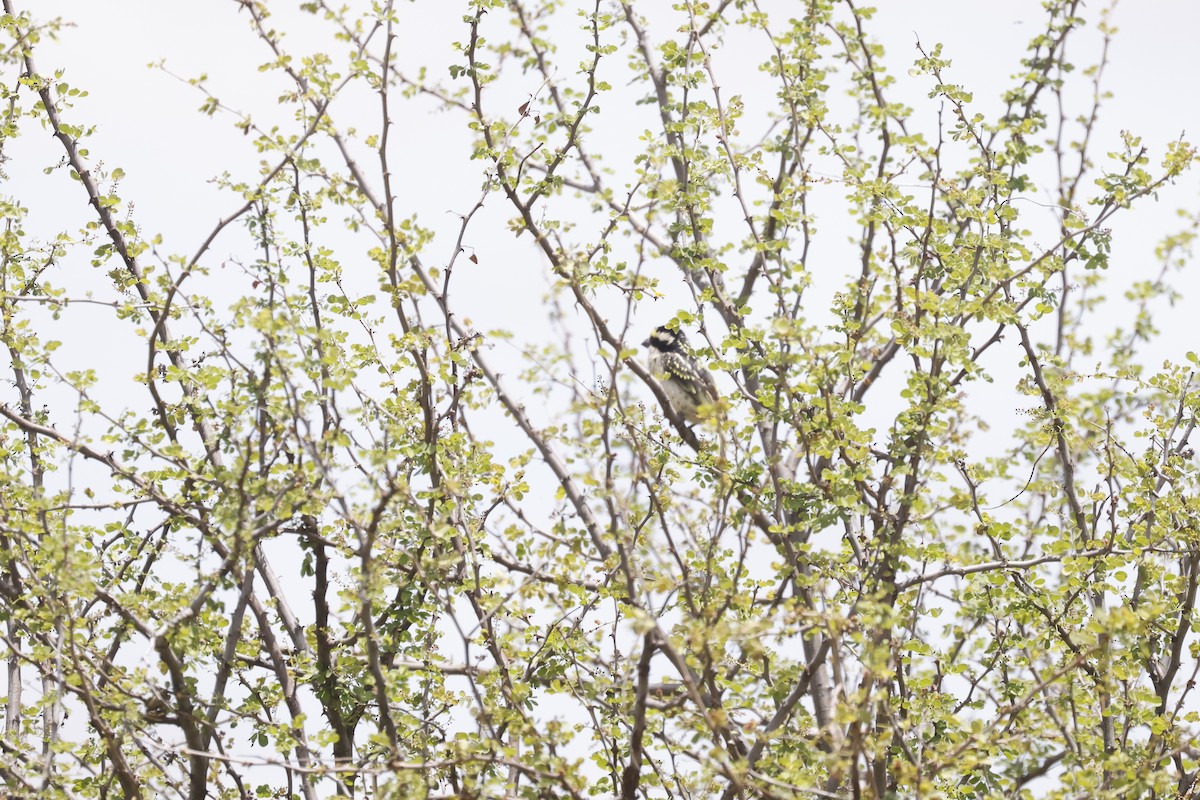 Red-fronted Barbet - ML617424826