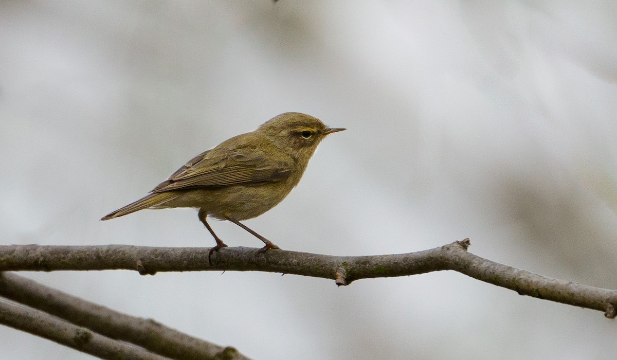 Mosquitero Común - ML617424882