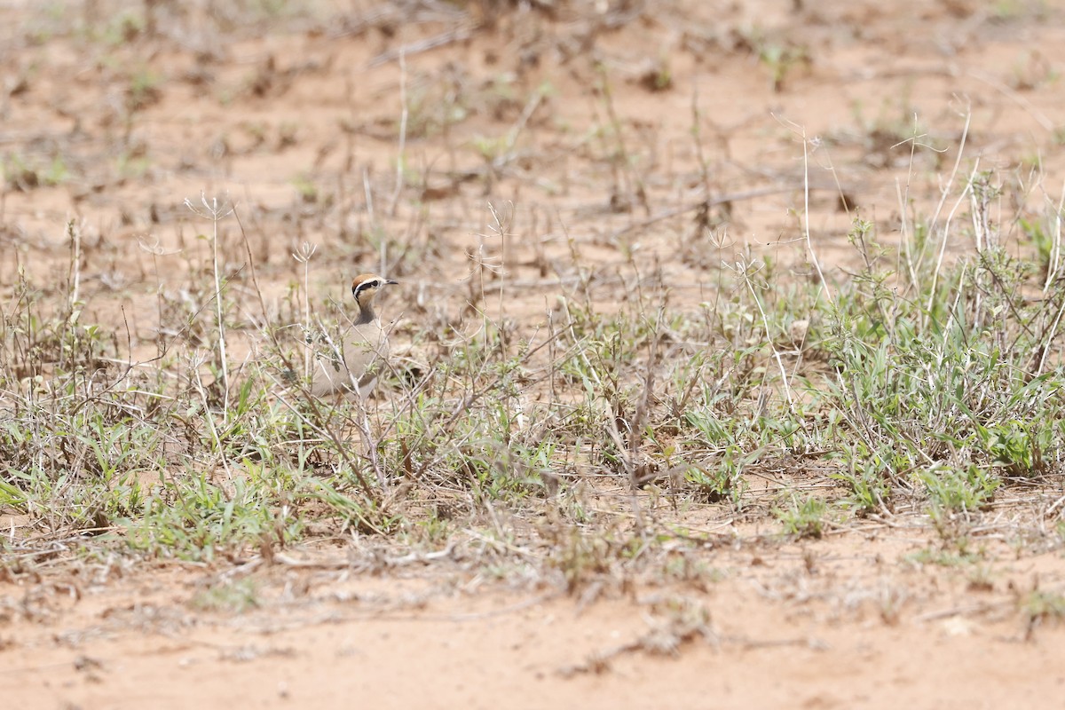 Temminck's Courser - ML617424898