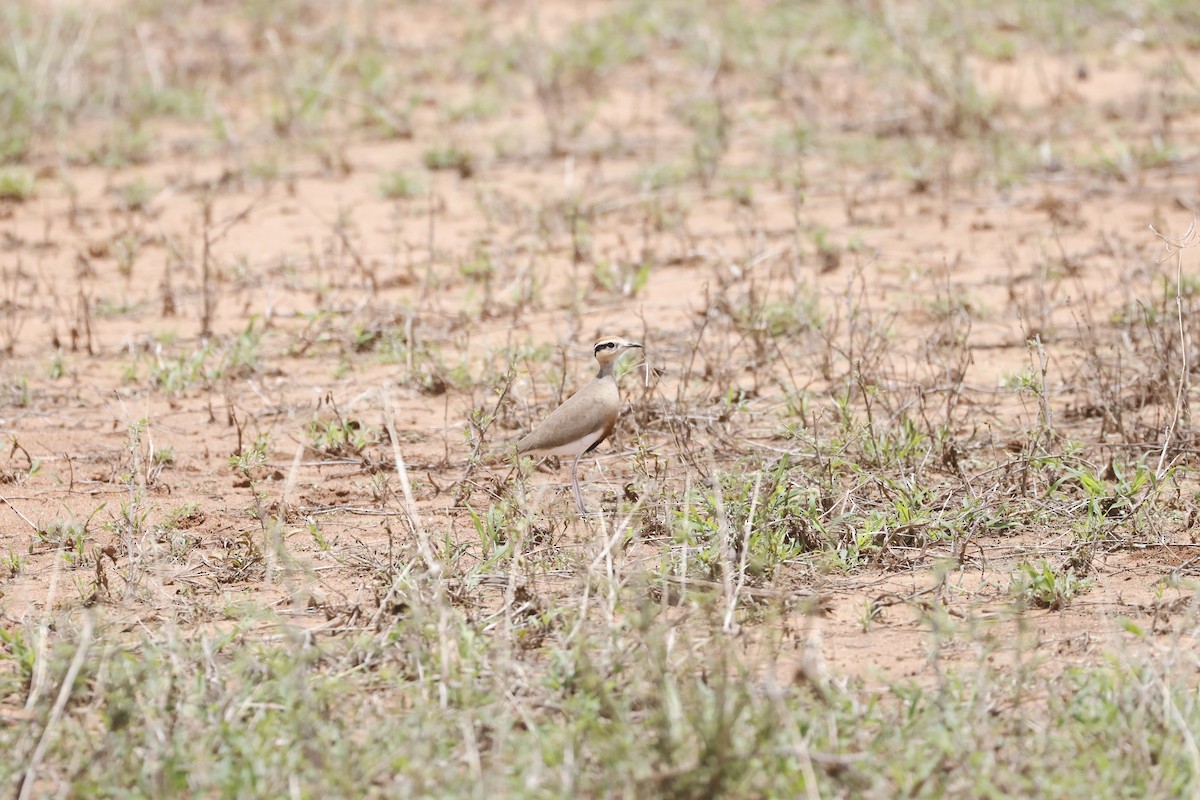 Temminck's Courser - ML617424906