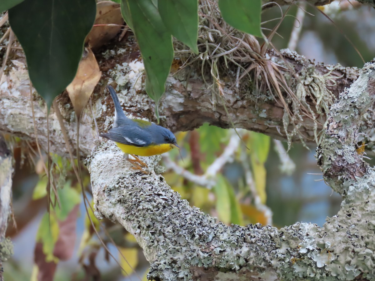 Tropical Parula - Carolina Molina Pérez