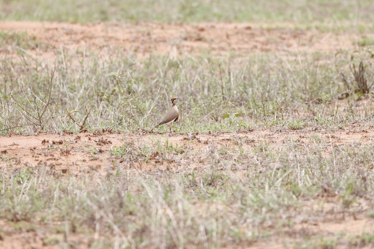 Temminck's Courser - ML617424916