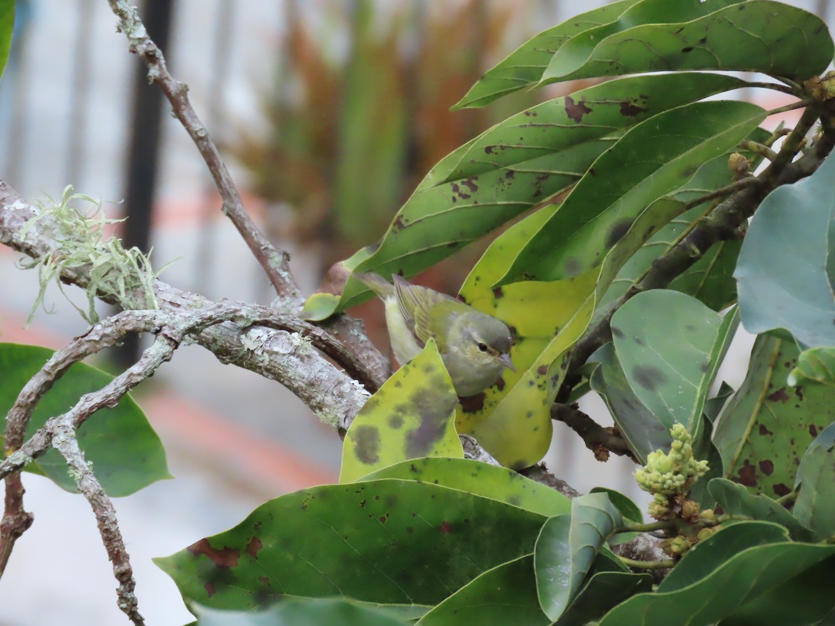 Tennessee Warbler - Carolina Molina Pérez