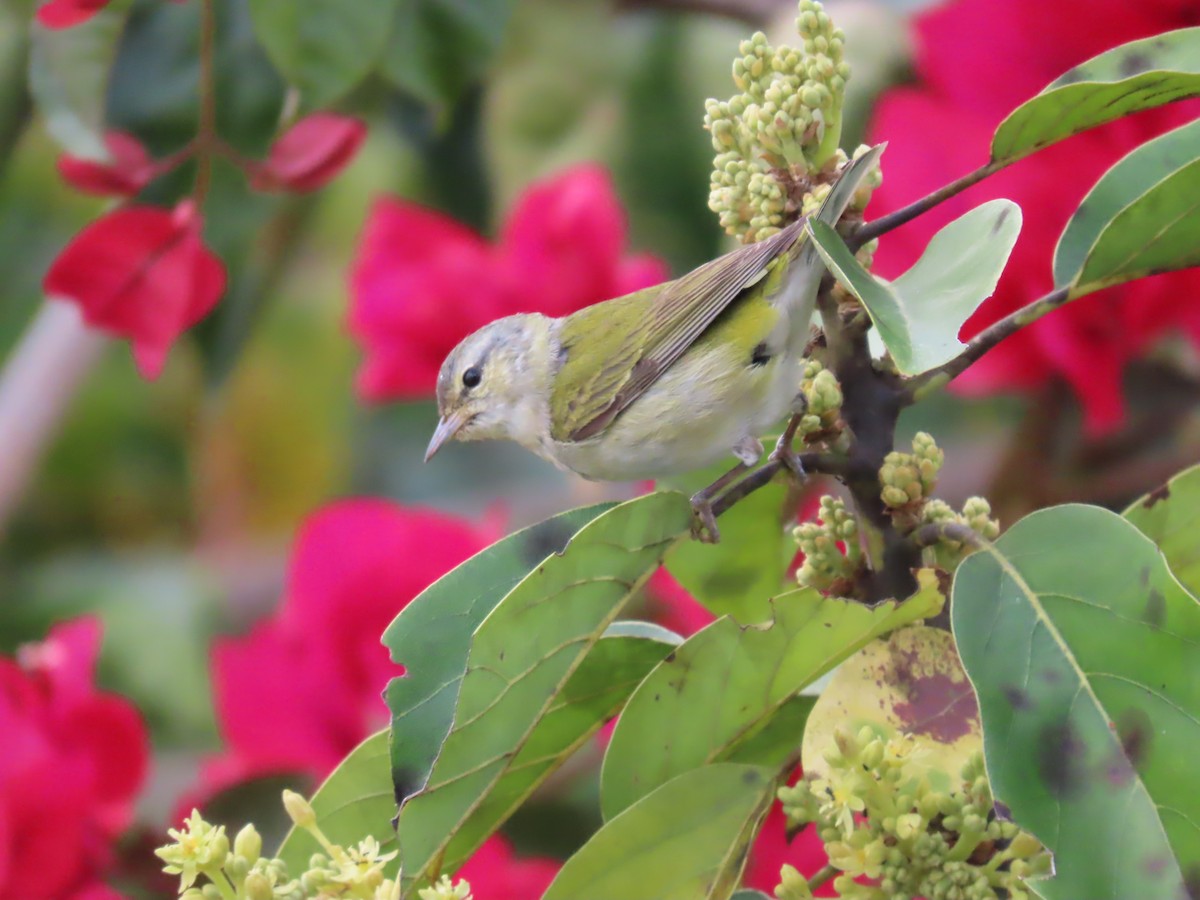 Tennessee Warbler - Carolina Molina Pérez