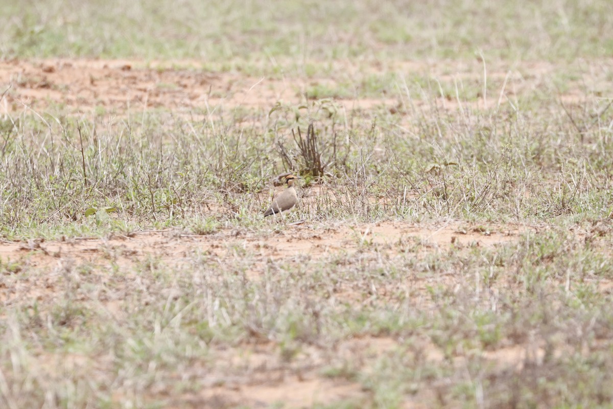 Temminck's Courser - ML617424943