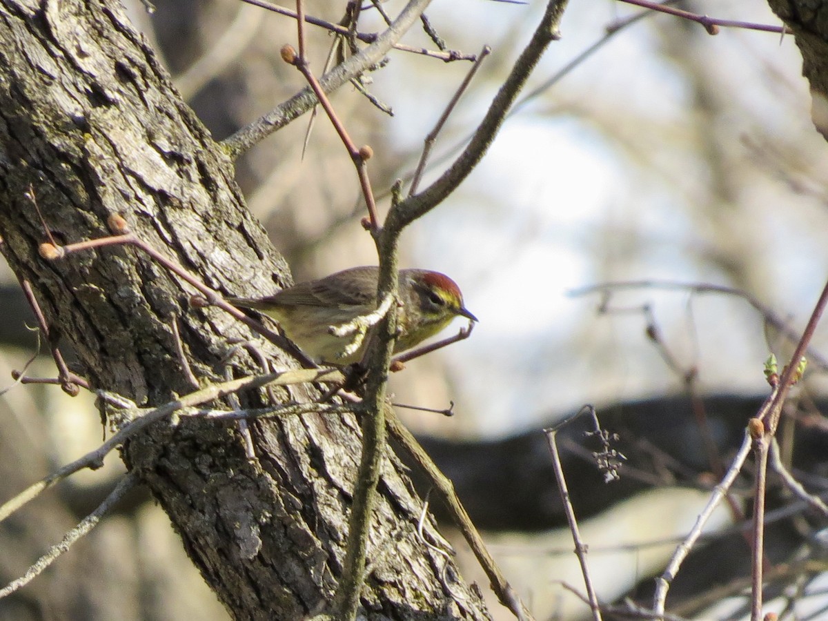 Palm Warbler - ML617424985