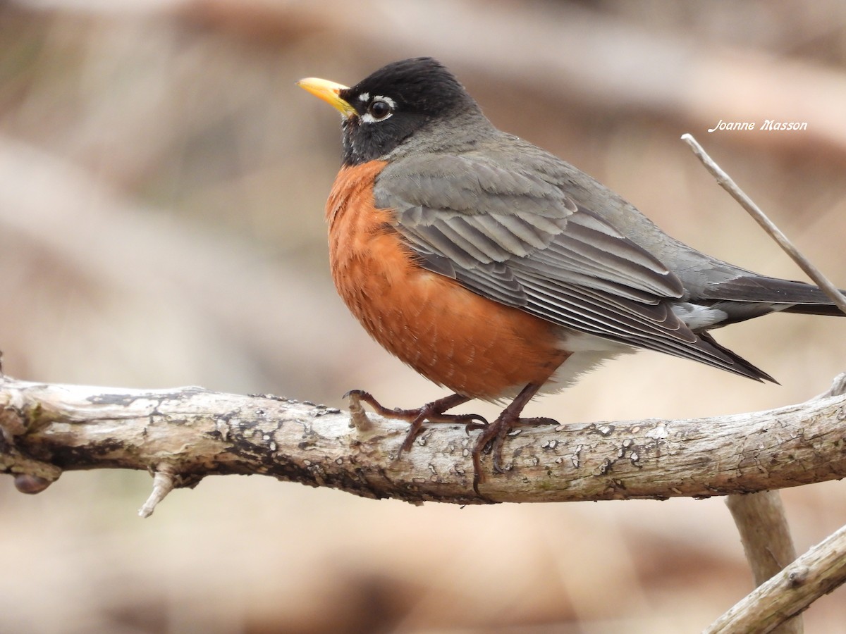 American Robin - Joanne Masson