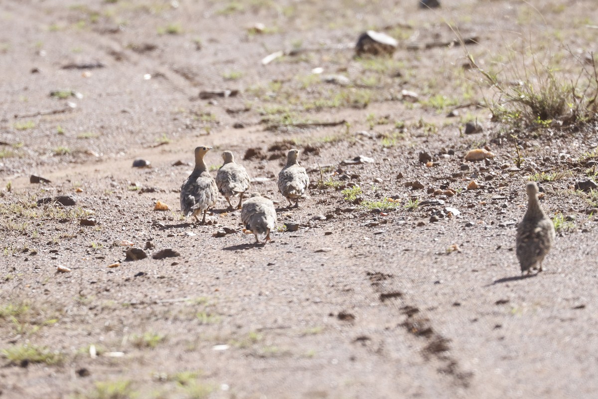 Chestnut-bellied Sandgrouse - ML617424999