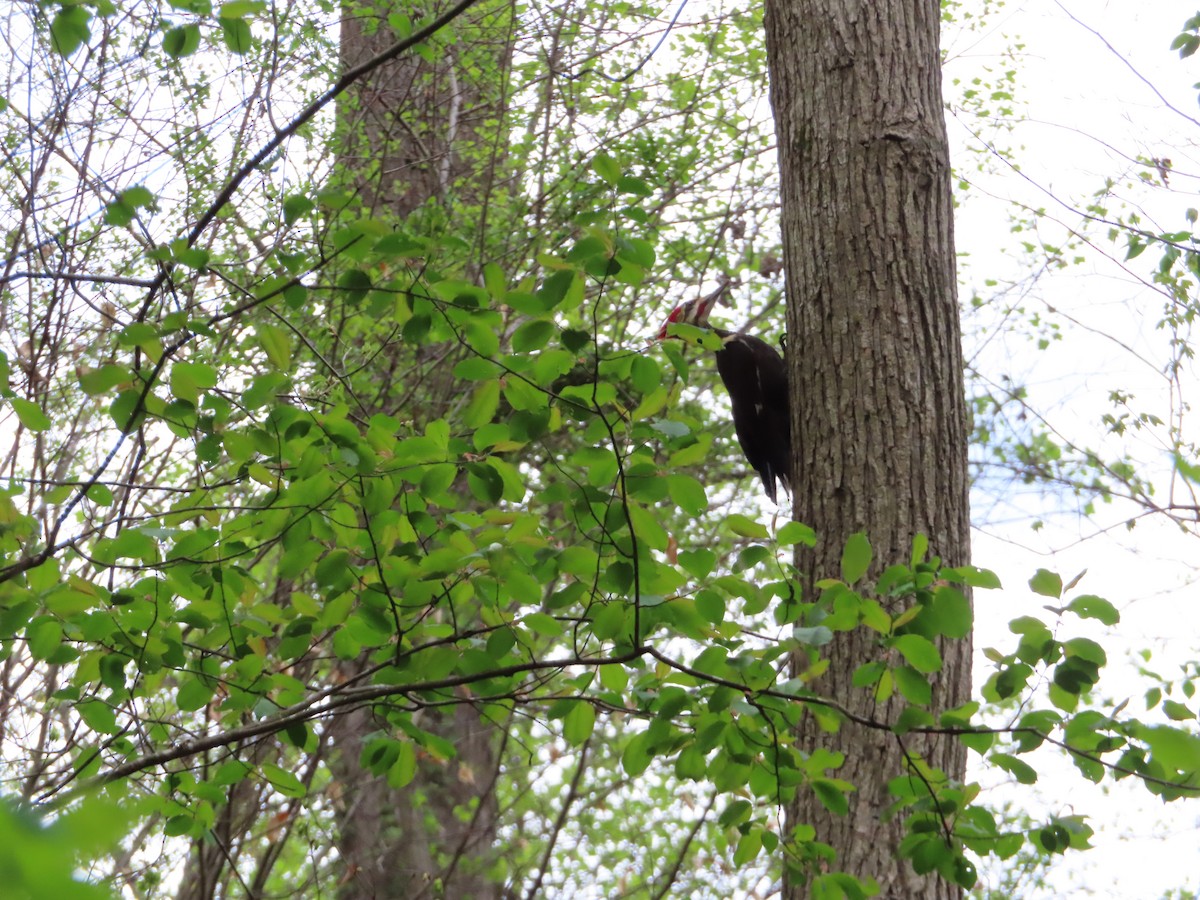 Pileated Woodpecker - ML617425000