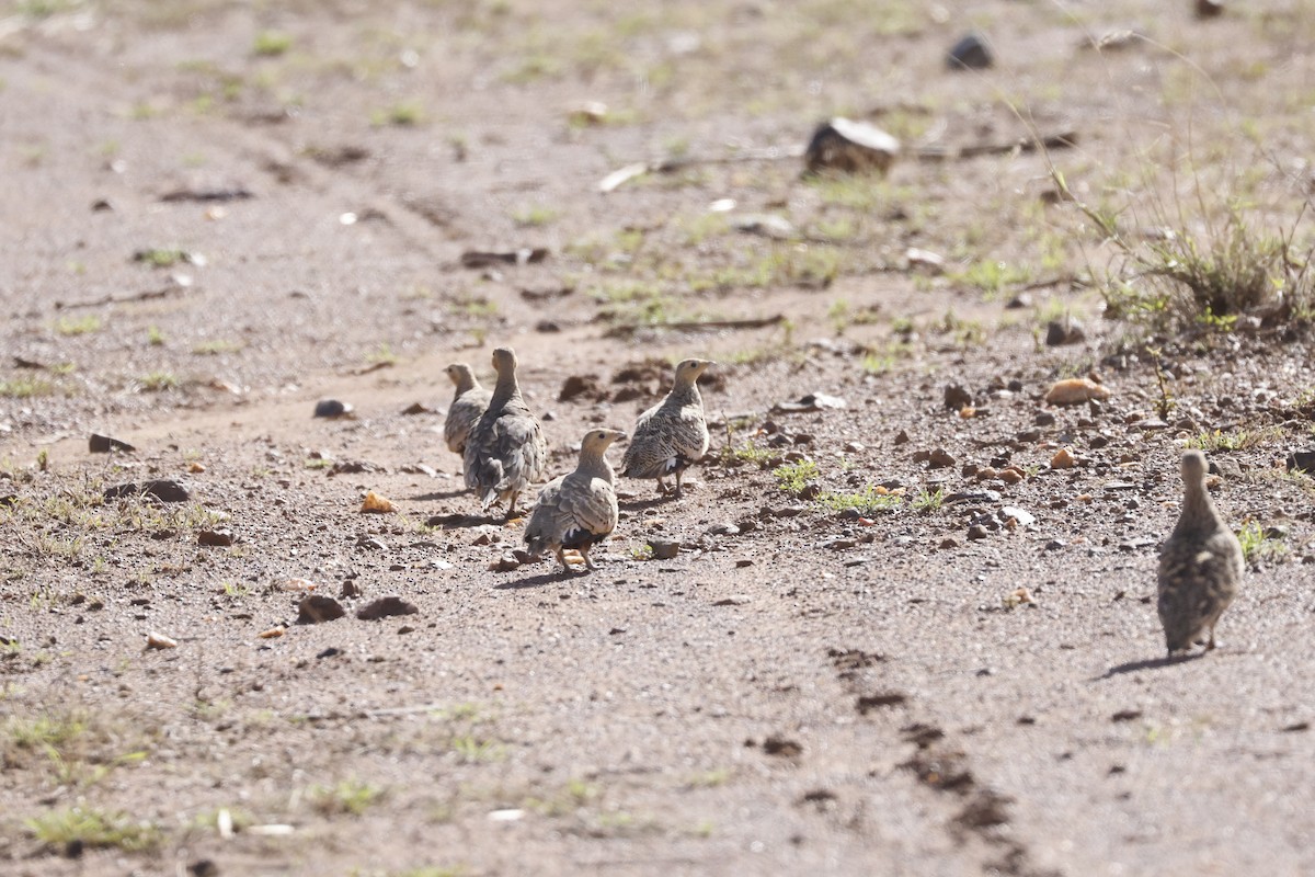 Chestnut-bellied Sandgrouse - ML617425002