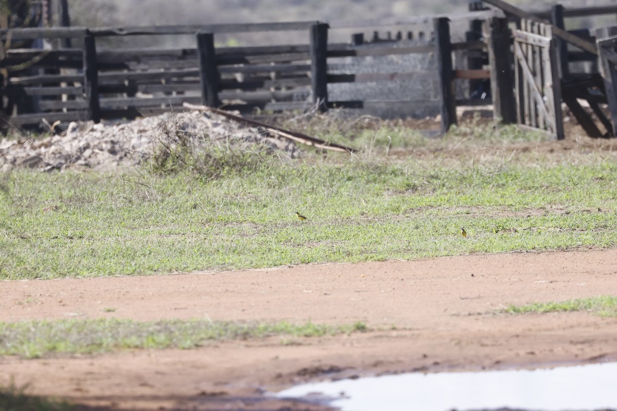 Western Yellow Wagtail - ML617425013