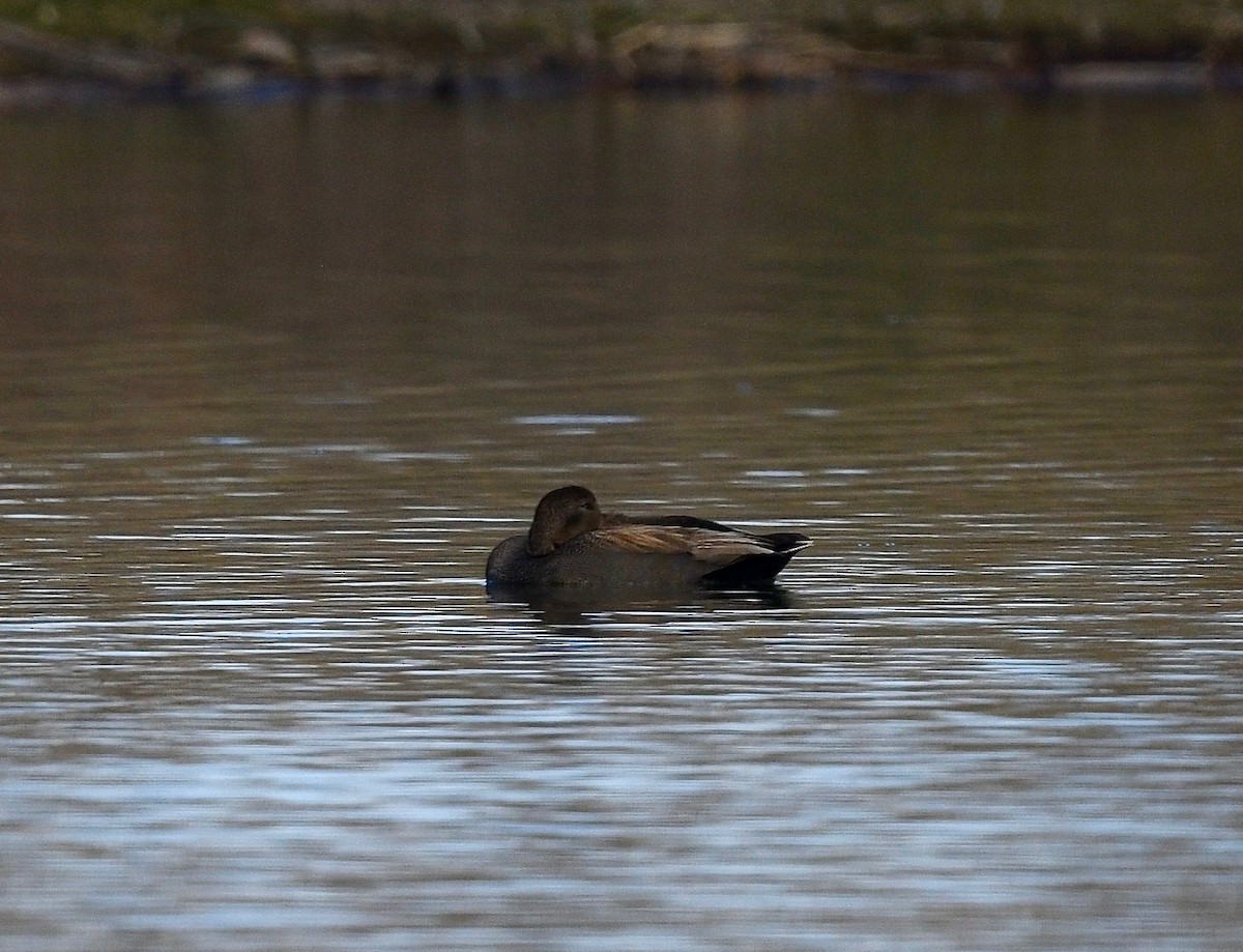 Gadwall - Win Ahrens