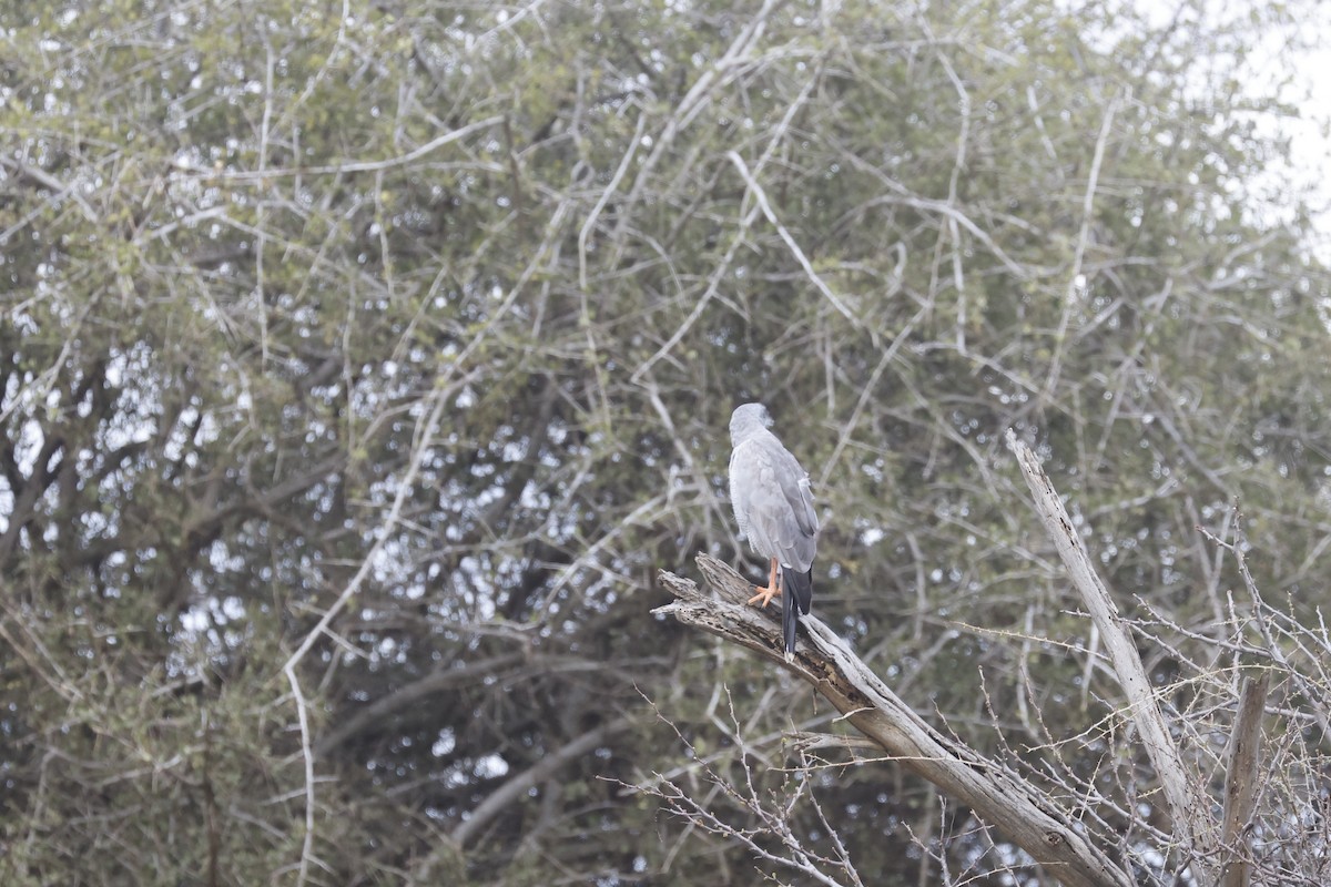 Eastern Chanting-Goshawk - Mario Garcia