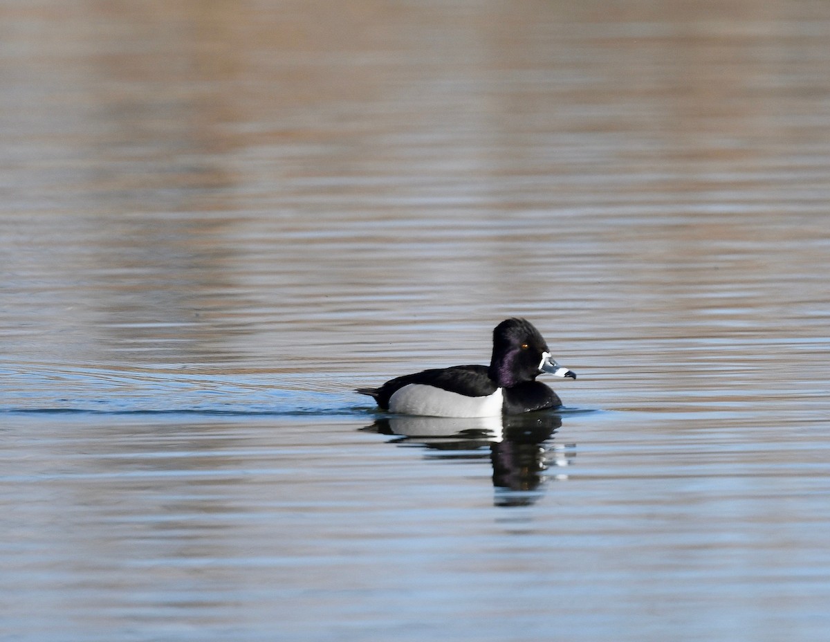 Ring-necked Duck - ML617425025