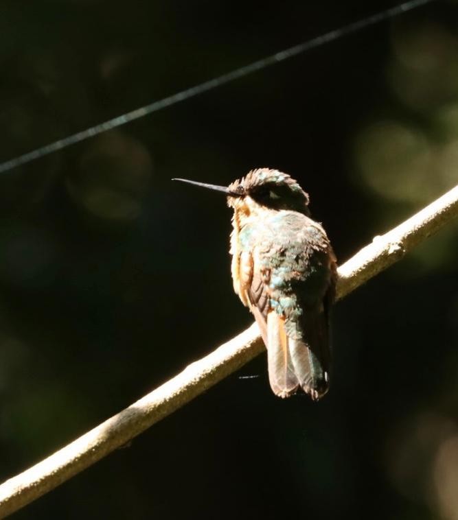 kolibřík brazilský - ML617425034