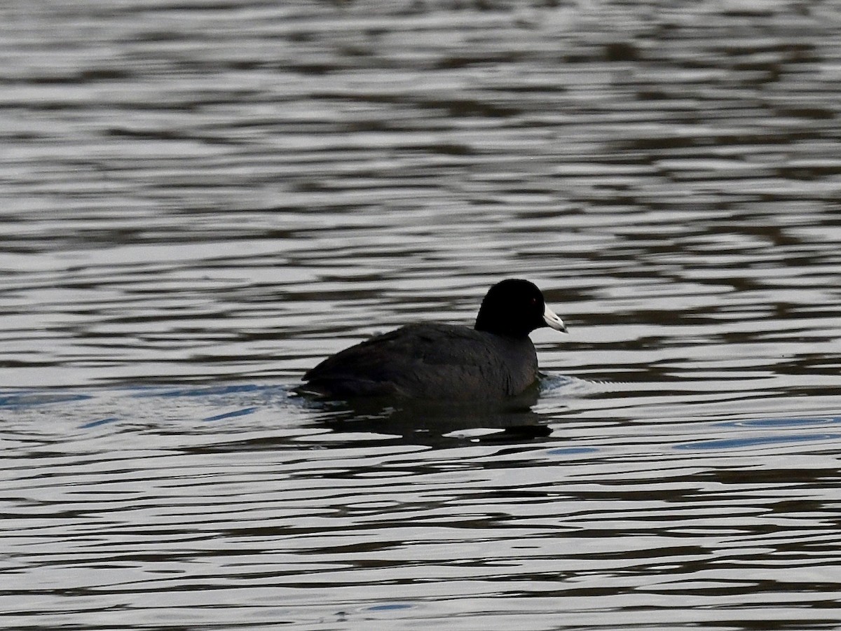 American Coot - ML617425036