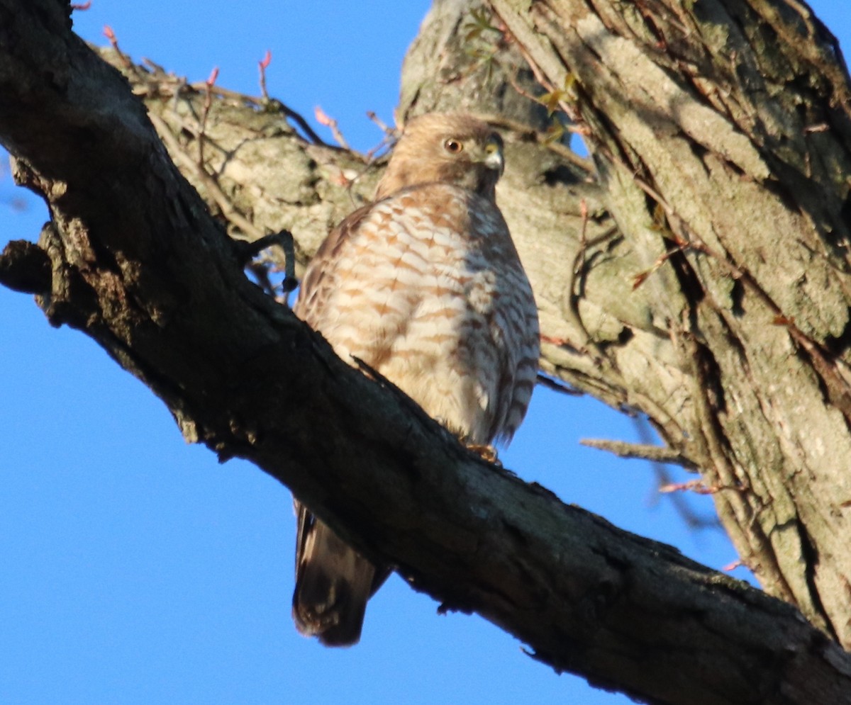 Broad-winged Hawk - ML617425041