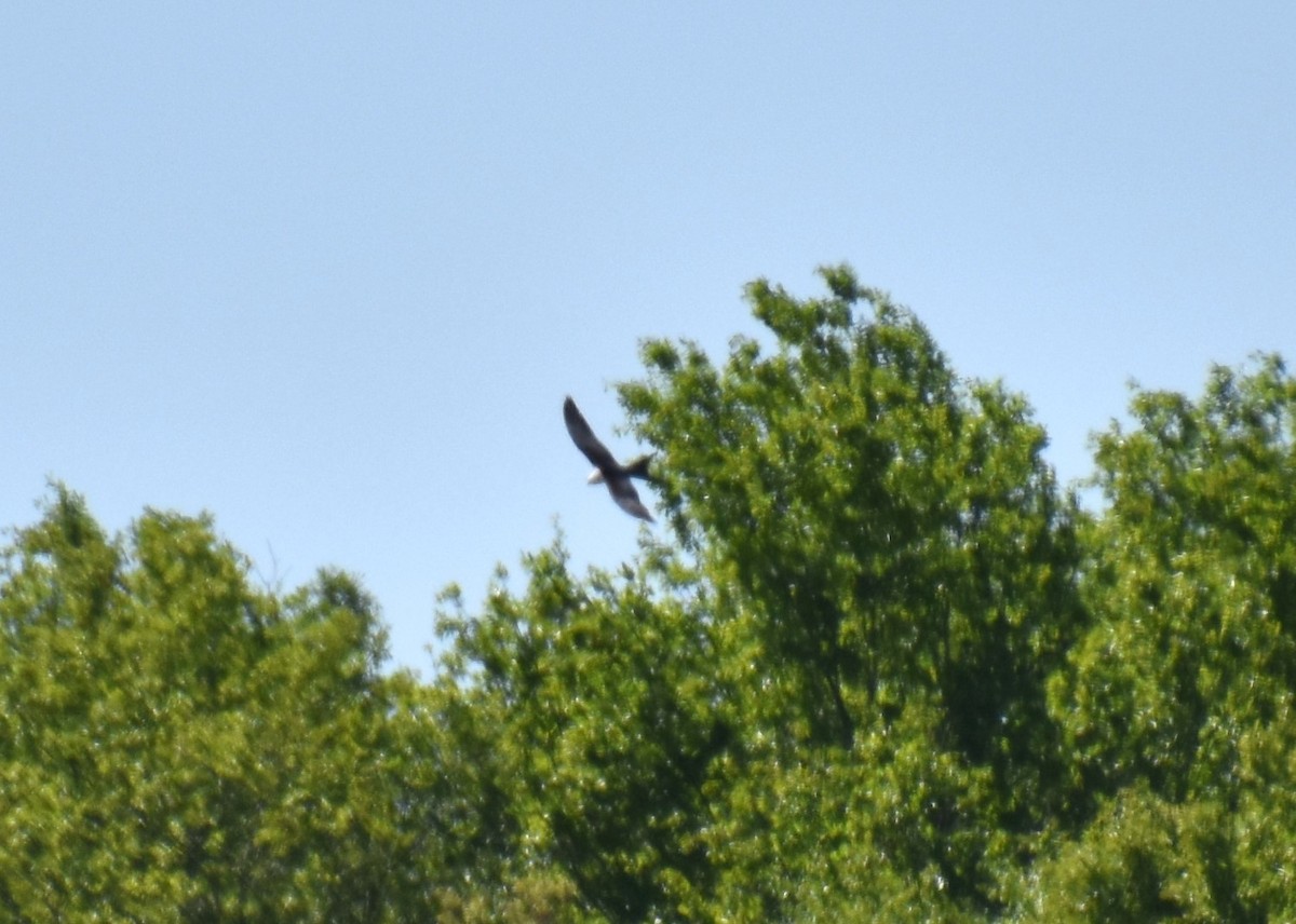 Swallow-tailed Kite - ML617425057